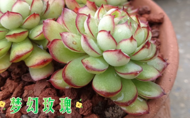 多肉之梦幻玫瑰20230221上海