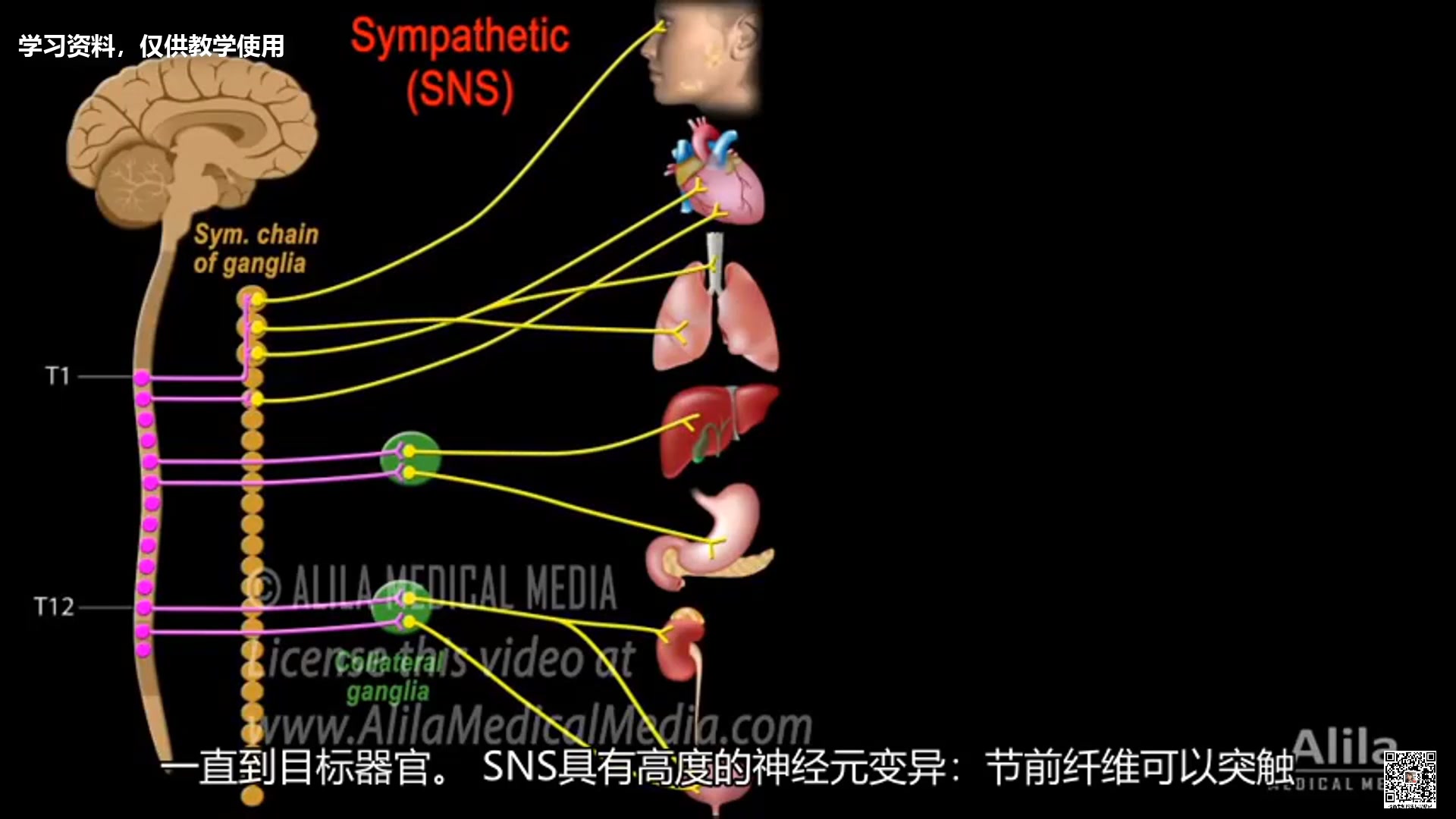 自主神经系统的结构和功能哔哩哔哩bilibili