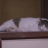 【纪录片】岩合光昭的猫步走世界 之「大阪」