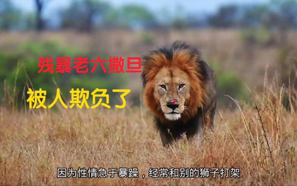 六只雄狮组成的《坏男孩联盟》最凶残的老六撒旦,竟然被人欺负!