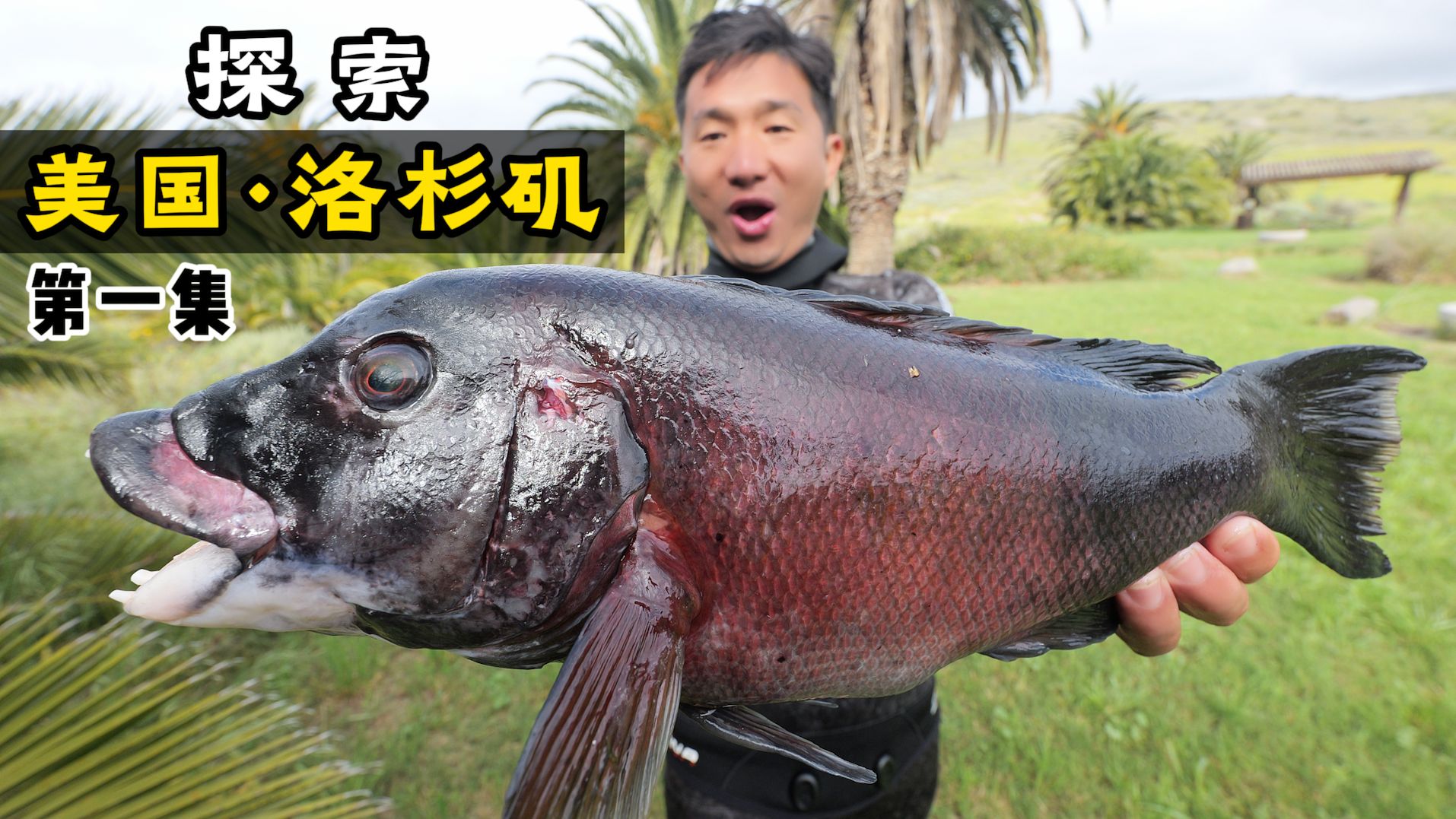 探索美国第一集·洛杉矶：潜水被困巨藻林/大龙虾无处不在/鲍鱼比脸还大/解锁加州羊头鱼！-OK哥环球探海记-OK哥环球探海记-哔哩哔哩视频