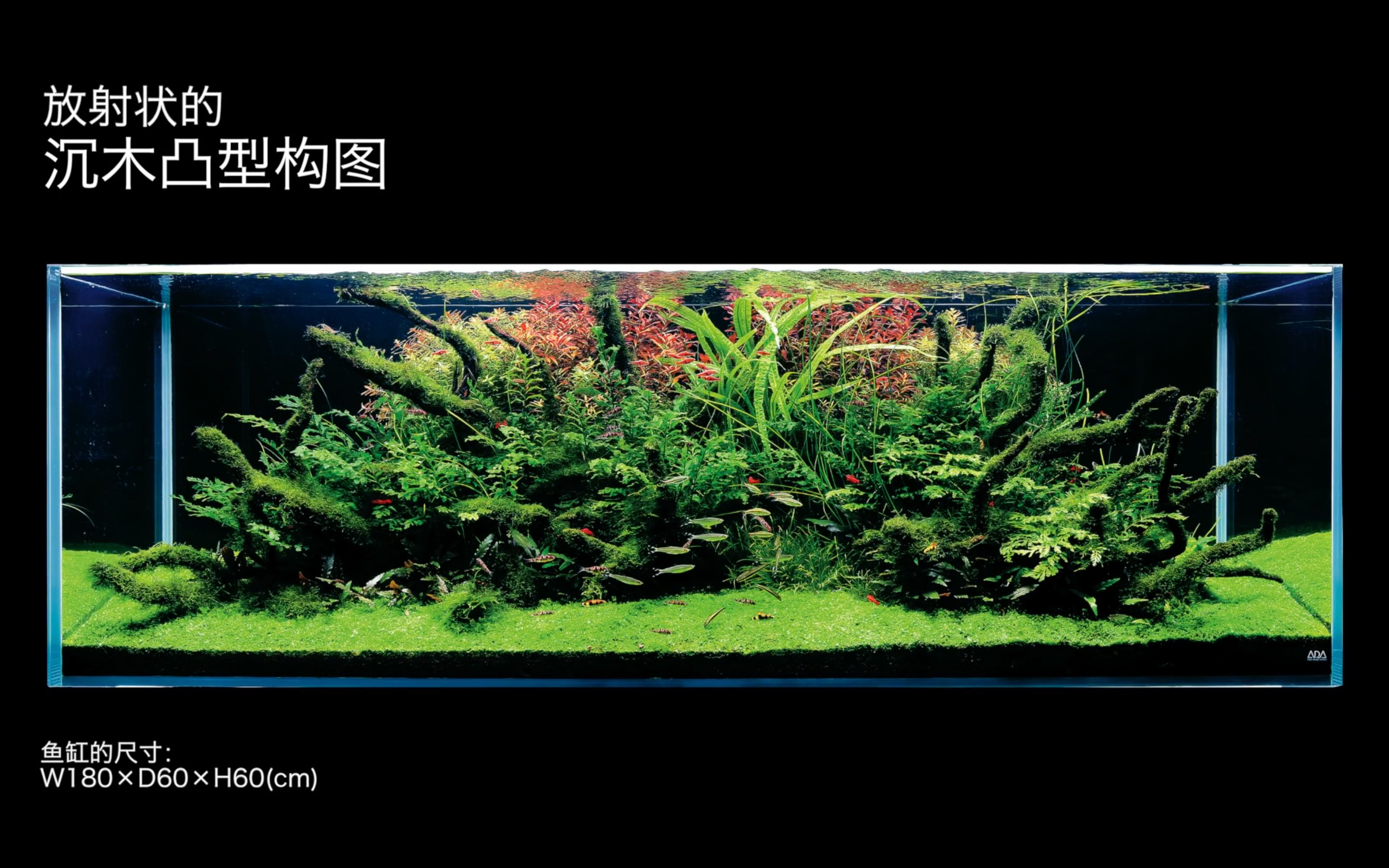 adaview180cm造景沉木凸型构图篇