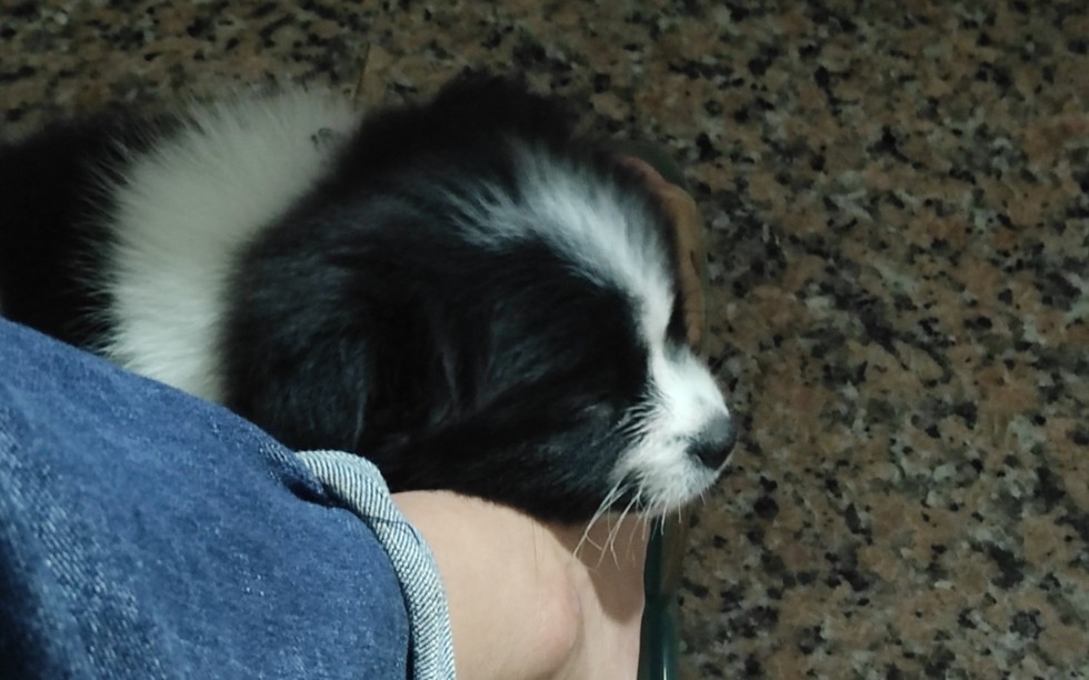 土狗看着像边牧