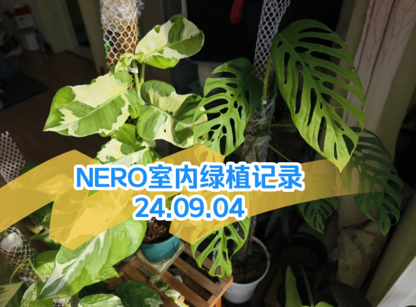 [NERO室内绿植记录24.09.04]鹿角蕨/鸟巢蕨/雪花葛/快乐叶子分盆/仙洞龟背 橙柄/白锦麒麟尾/火之戒蔓绿绒/华丽杂花烛/蝶衣秋海棠/龙舌兰哔哩哔哩bilibili