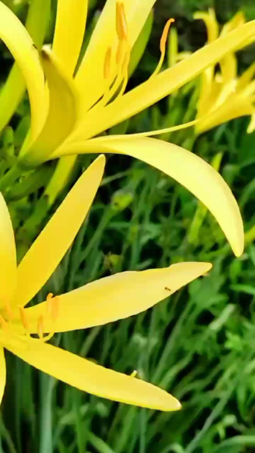 房前金针花绽放