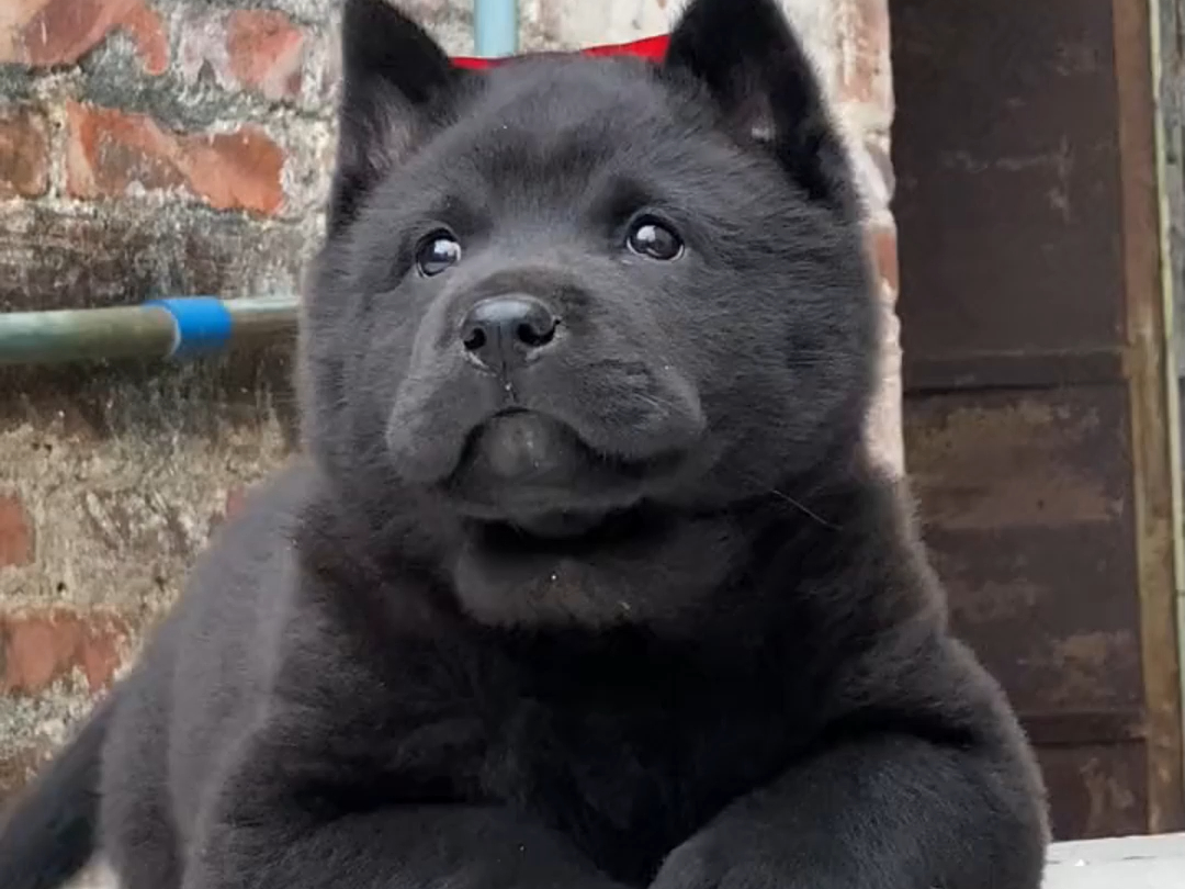 邻居小朋友都说这狗熊里熊气的.#中华田园犬 #五黑犬 #我家的小土狗