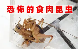 肉食昆虫 搜索结果 哔哩哔哩 Bilibili