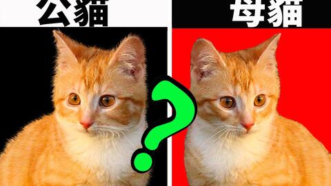 这是公猫还是母猫 一眼分辨猫咪性别的方法 初识猫咪ep1 哔哩哔哩