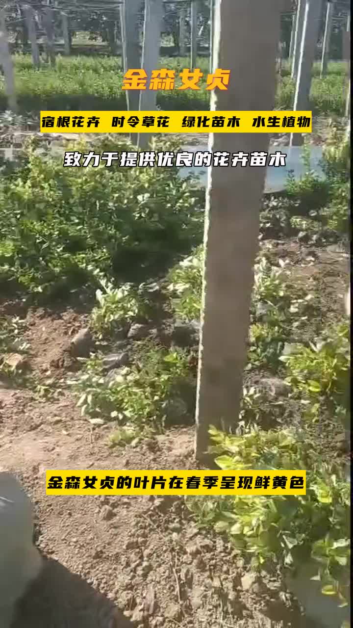 湖南金森女贞地栽苗"季节变换,草花厂家始终如一的美丽."鲜艳花色,点亮您的生活.欢迎到厂参观. #辽宁金森女贞地栽苗 #山东金森女贞小苗 #辽宁...