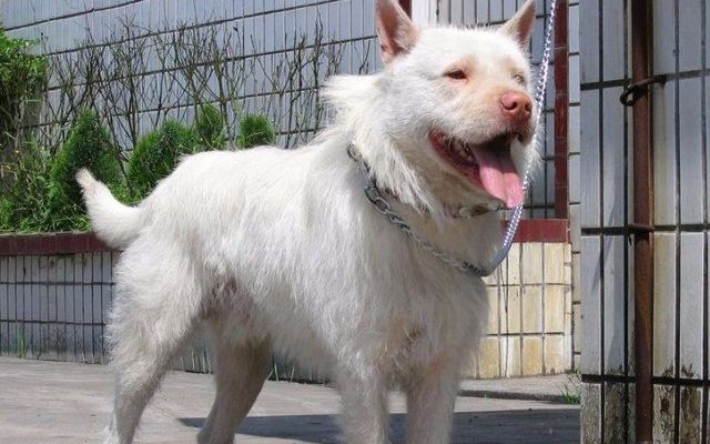 【下司犬】实拍下司犬狩猎野猪_哔哩哔哩_bilibili