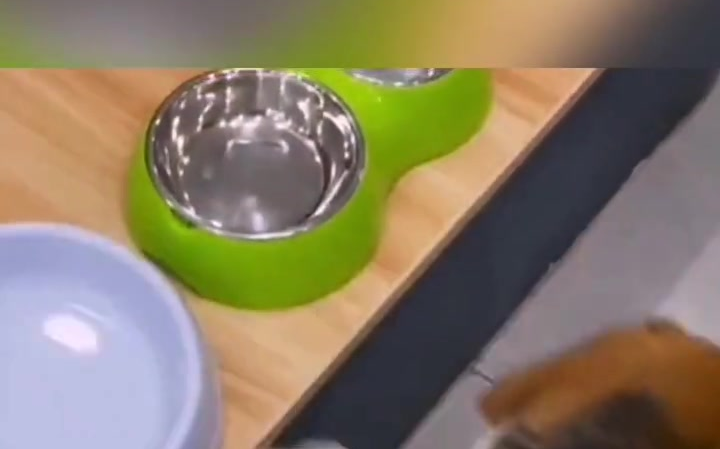 狗快停车啊原来我的饭碗是这么扁的搞笑配音搞笑动物搞笑萌宠