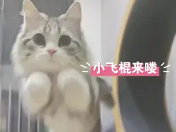 下载视频: 见过小飞猫吗进来看