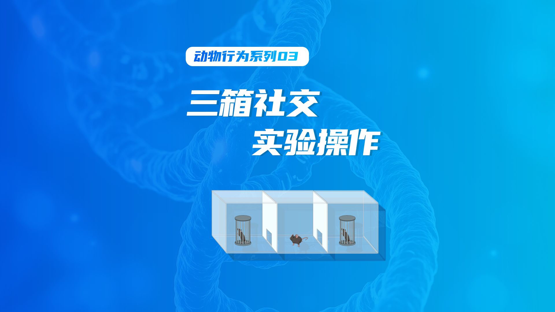 两分钟教你看懂三箱测试，原来老鼠也分社牛和社恐