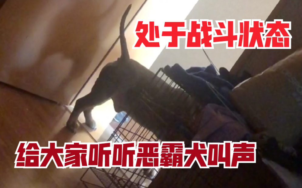 【恶霸犬八万】恶霸犬叫声什么样?给大家听听八万看家护院时的叫声哔哩哔哩bilibili