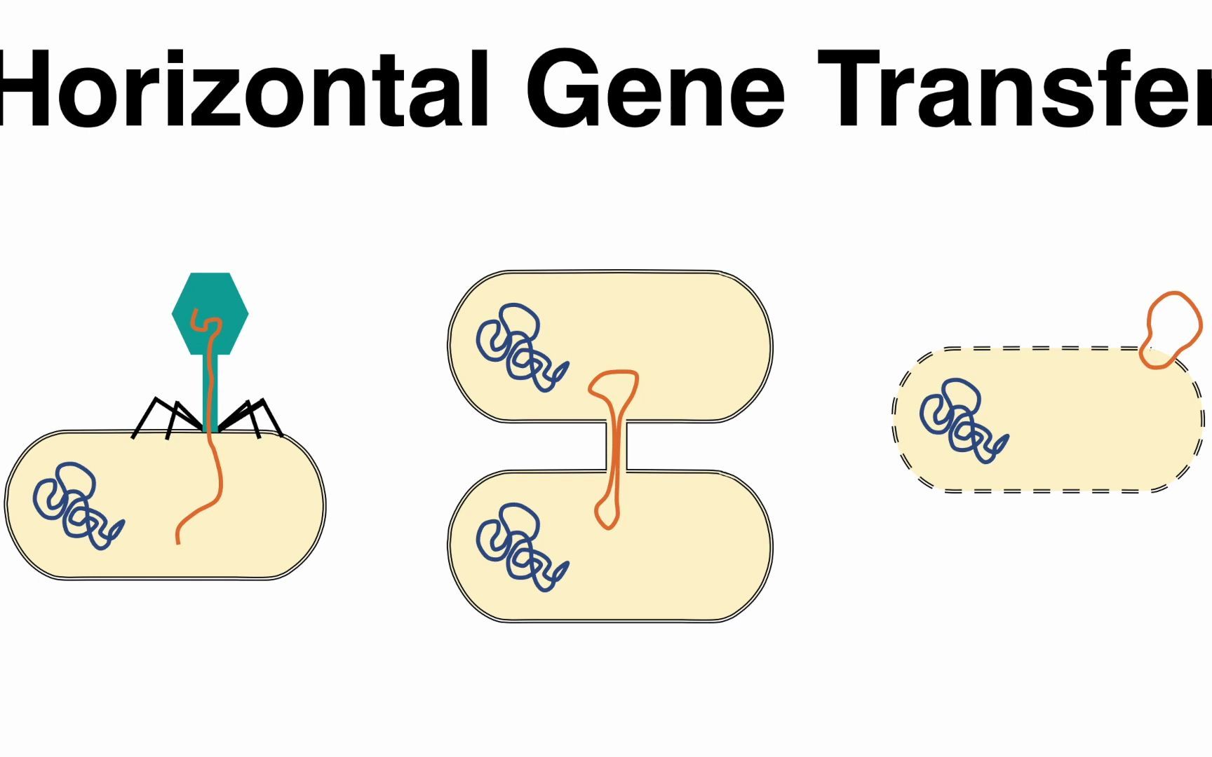 转化、转导和接合(细菌中的水平基因转移)哔哩哔哩bilibili