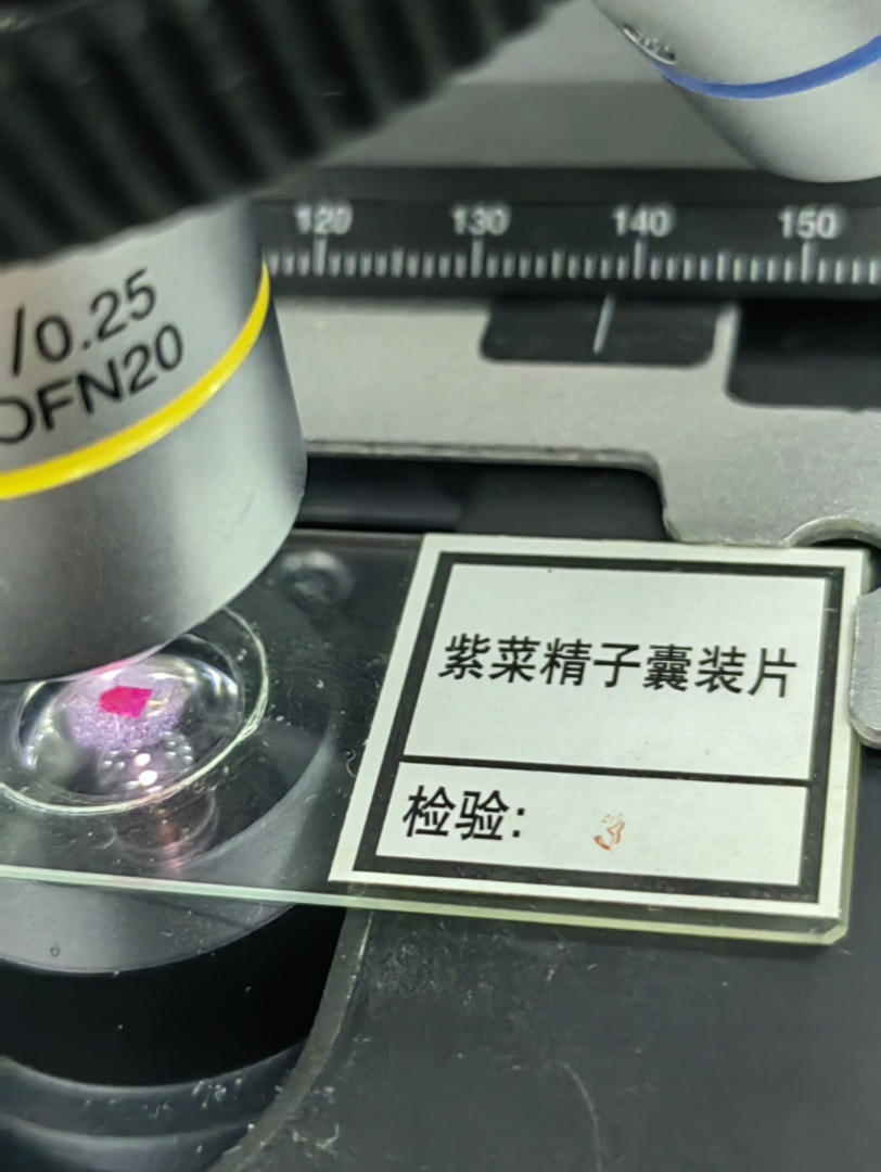 显微镜下观察——紫菜精子囊装片
