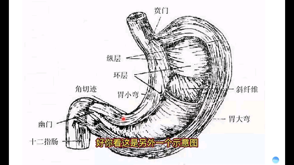 影像科普 胃的大致解剖结构讲解