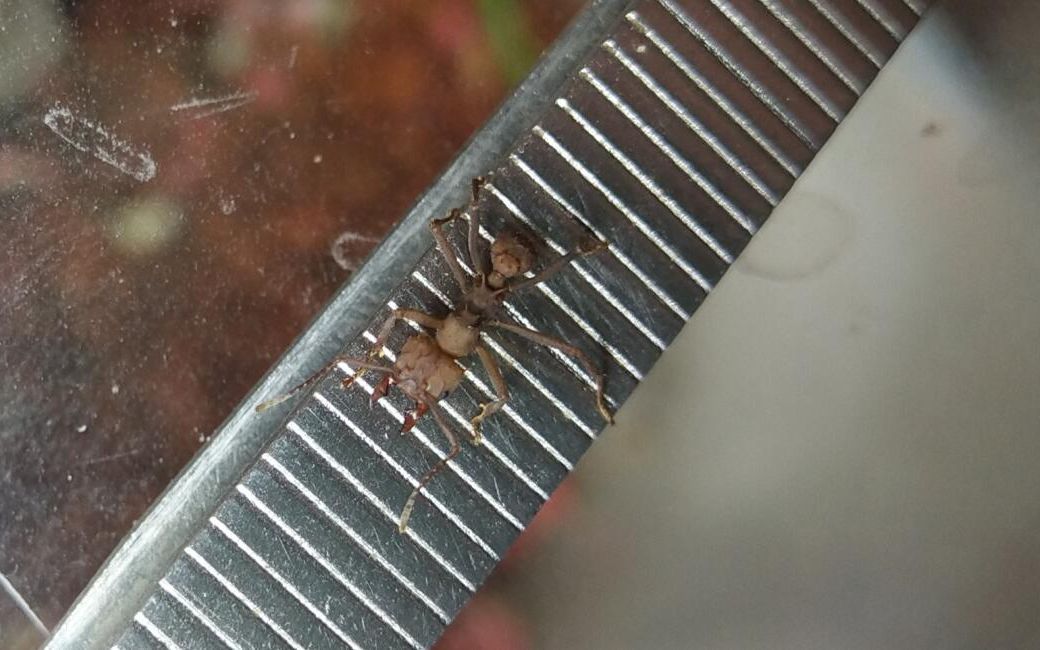 acromyrmex octospinosus八刺顶切叶蚁一个月的简单环境饲养介绍