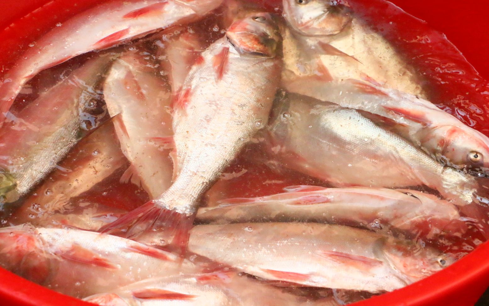 壮乡鱼生节家家户户都吃鱼用原始的方法扑鱼真过瘾