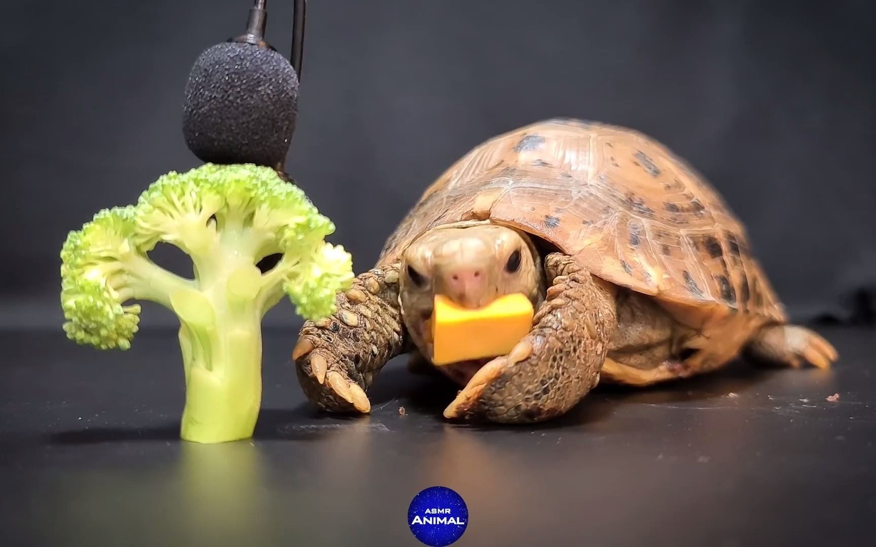 乌龟吃蔬菜水果