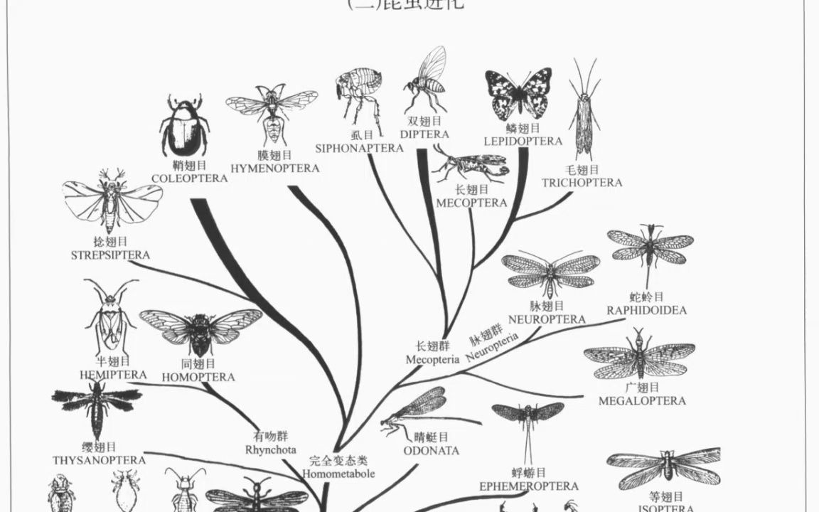 【周尧昆虫图集】1~100哔哩哔哩bilibili