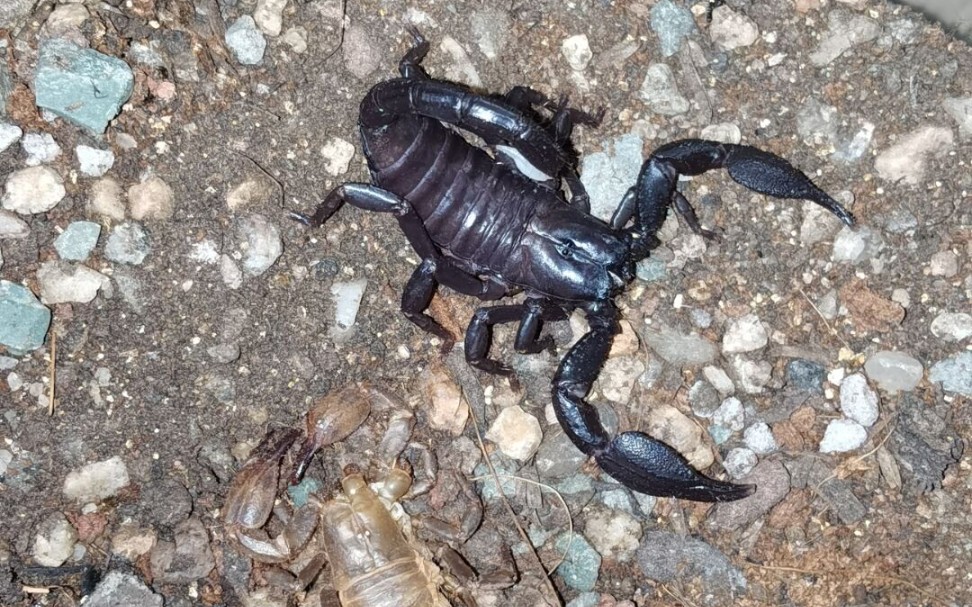 「每日一蝎」74迈索尔异蝎_哔哩哔哩 (゜-゜)つロ 干杯~-bilibili