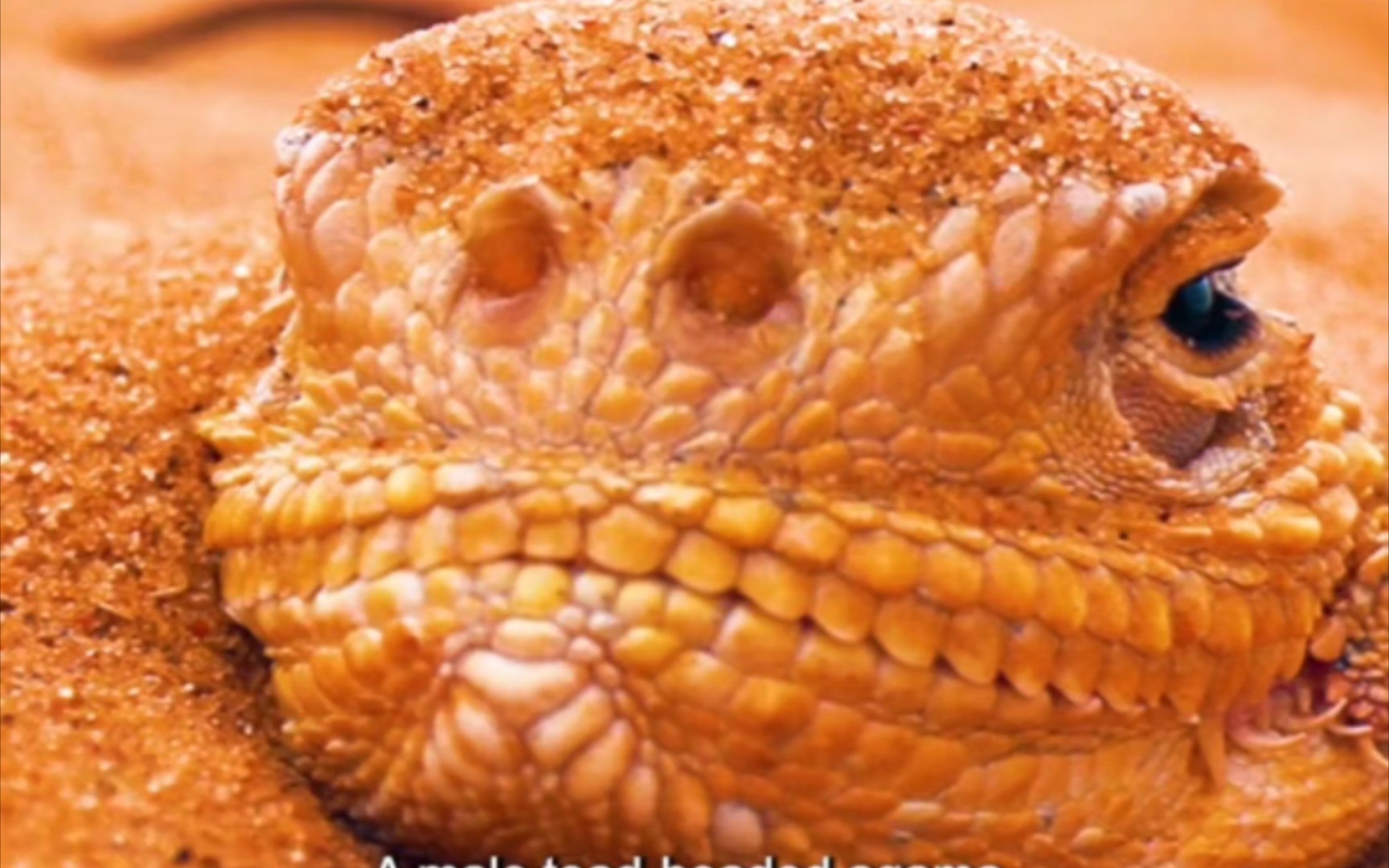 【每日动物观察】蟾头蜥,像是一集小型电视剧 [自制字幕]