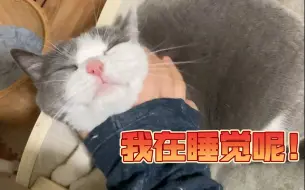 Video herunterladen: 挑一个幸运的小猫猫揉一下