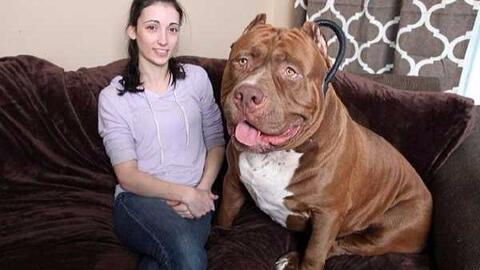 世界上最大比特斗牛犬绿巨人浩克的一窝狗崽价值50万美元 哔哩哔哩