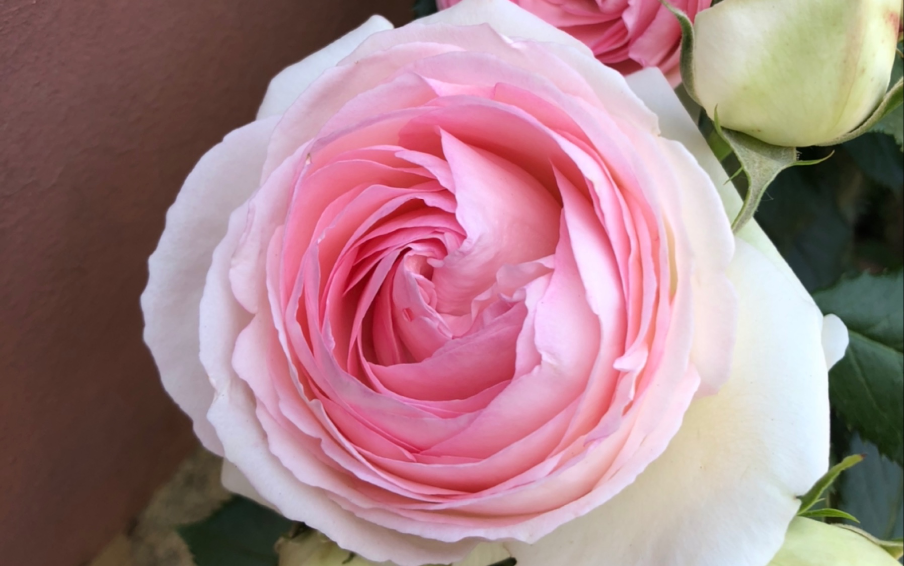 一周时间,月季都开了,是粉龙吧,确实比小区里的其