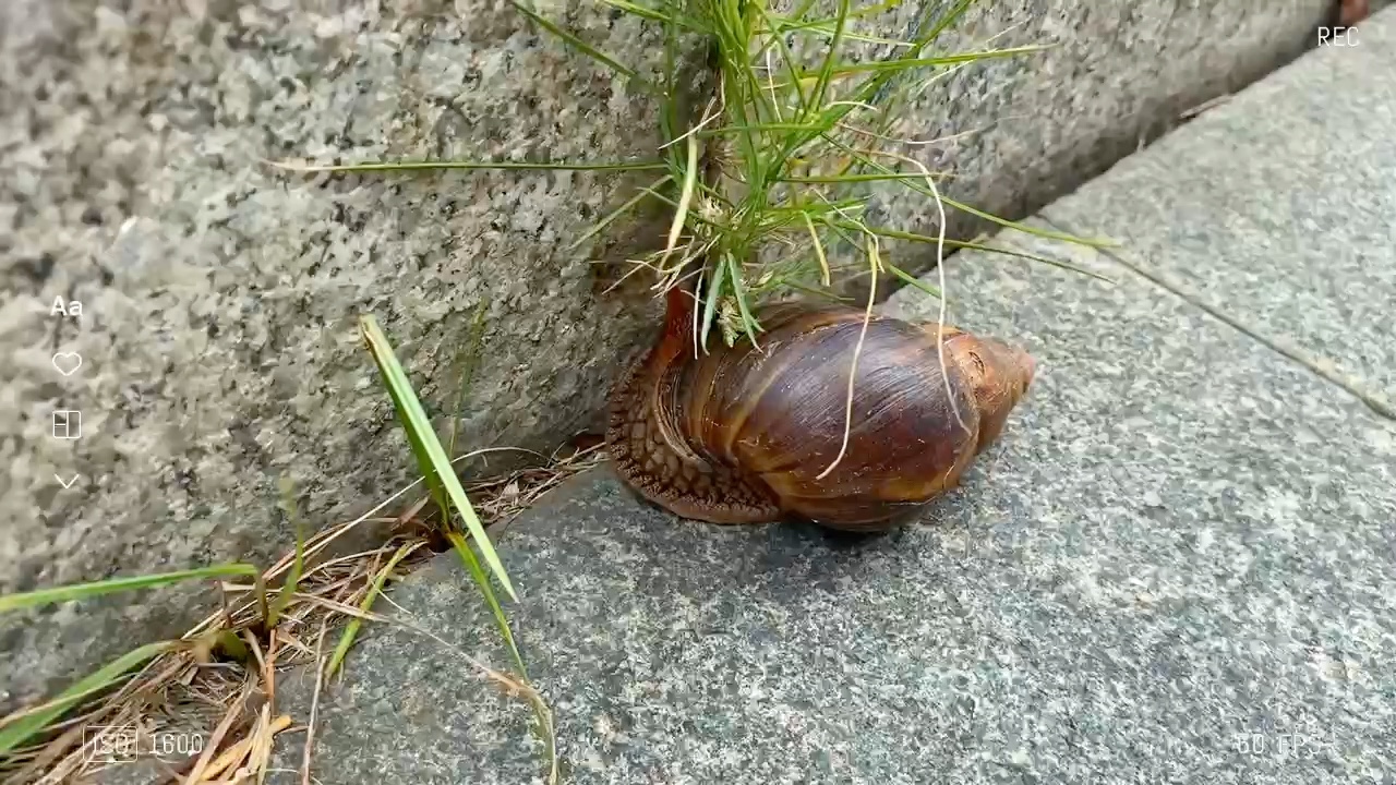 作为北方人第一次来广西南宁,看到这边路上的蜗牛这么大是正常的吗?