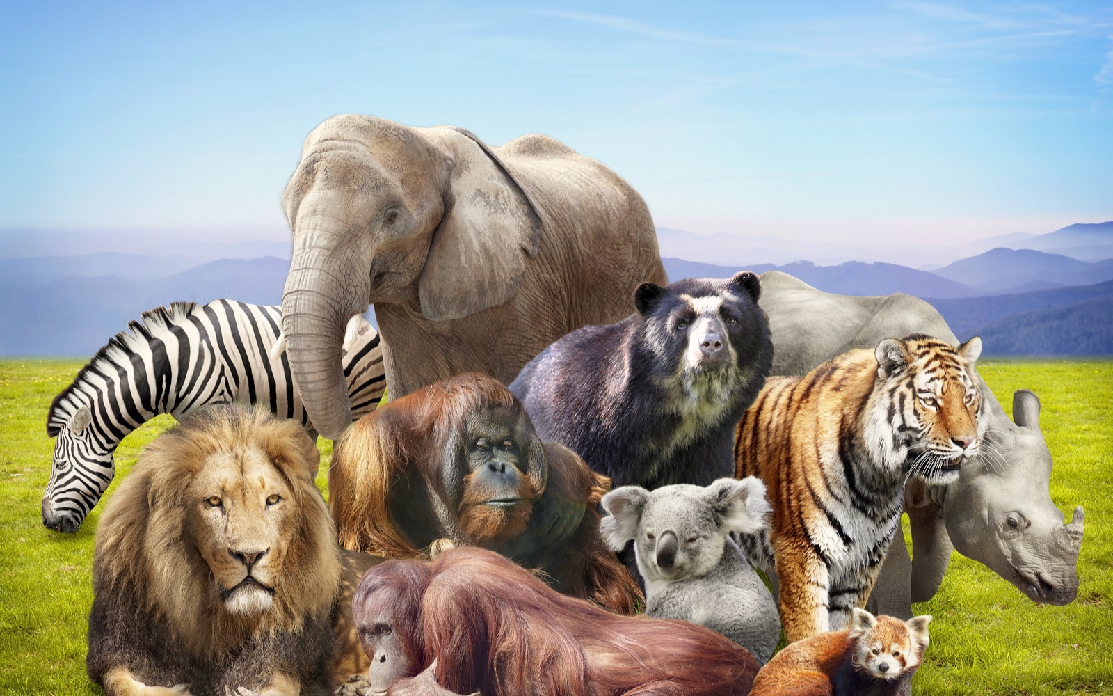 describing wild animals