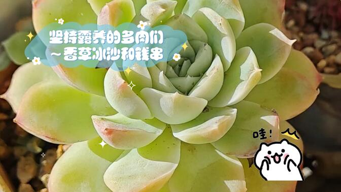 入冬,坚持露养的多肉们～香草冰沙和钱串