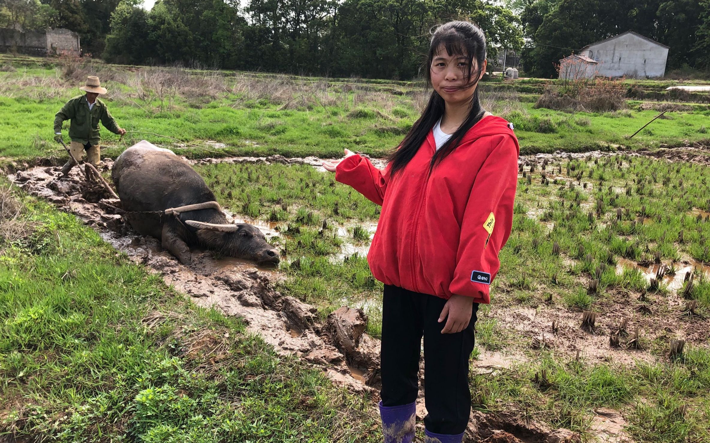 农民大伯种了十亩水稻,全部用牛去犁田,牛陷进泥潭走不动道了