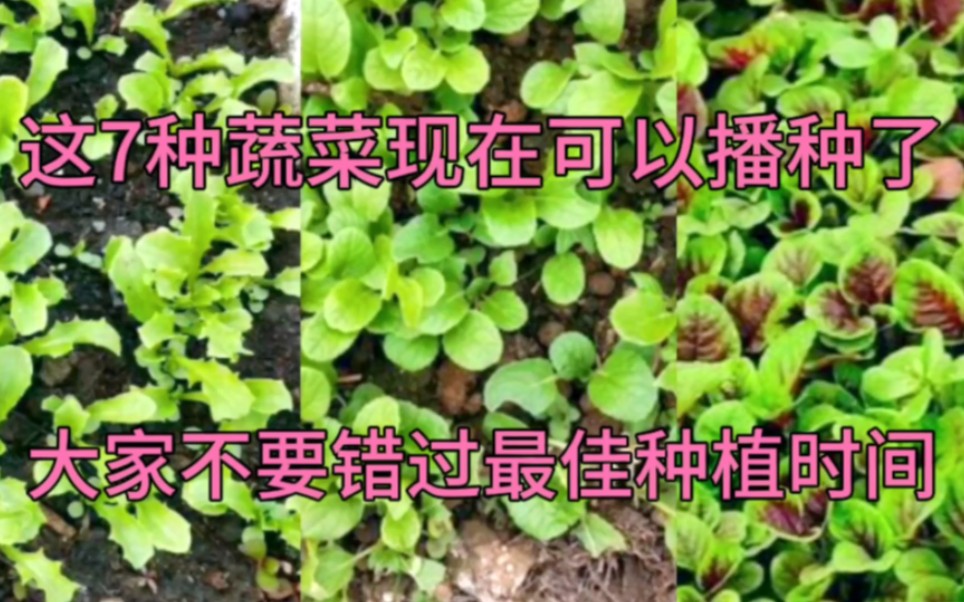 这7种蔬菜现在可以播种了,播种时最好避开两种肥,菜苗长势好哔哩哔哩bilibili