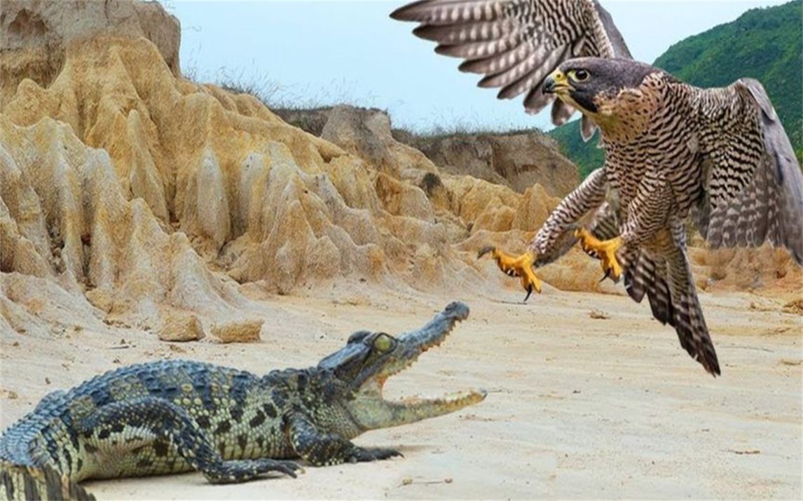 男子深山觅食,遇见老鹰大战鳄鱼,结果真有意思