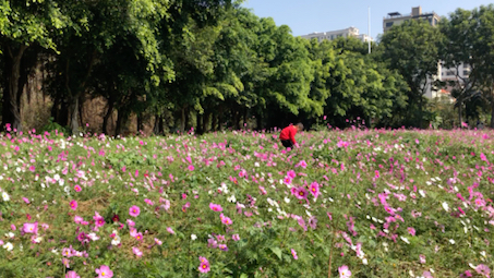 [图]小朋友的百花园