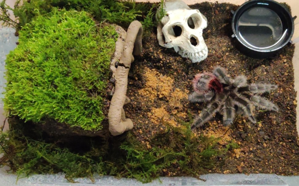 双十一给爱蛛换个单身公寓,捕鸟蛛的造景初体验