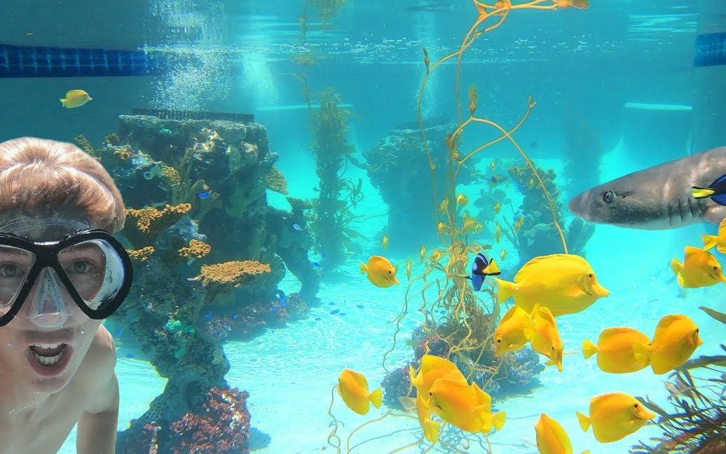 [图]【泳池海缸】外国小伙把泳池改造成水族馆，里面放鲨鱼等动物，还潜水