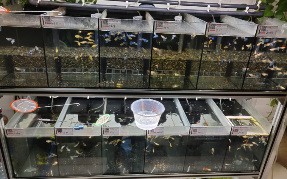 【孔雀鱼】看一下凌晨的小鱼房,已经爆缸了,鱼苗没地方放的地步了,又