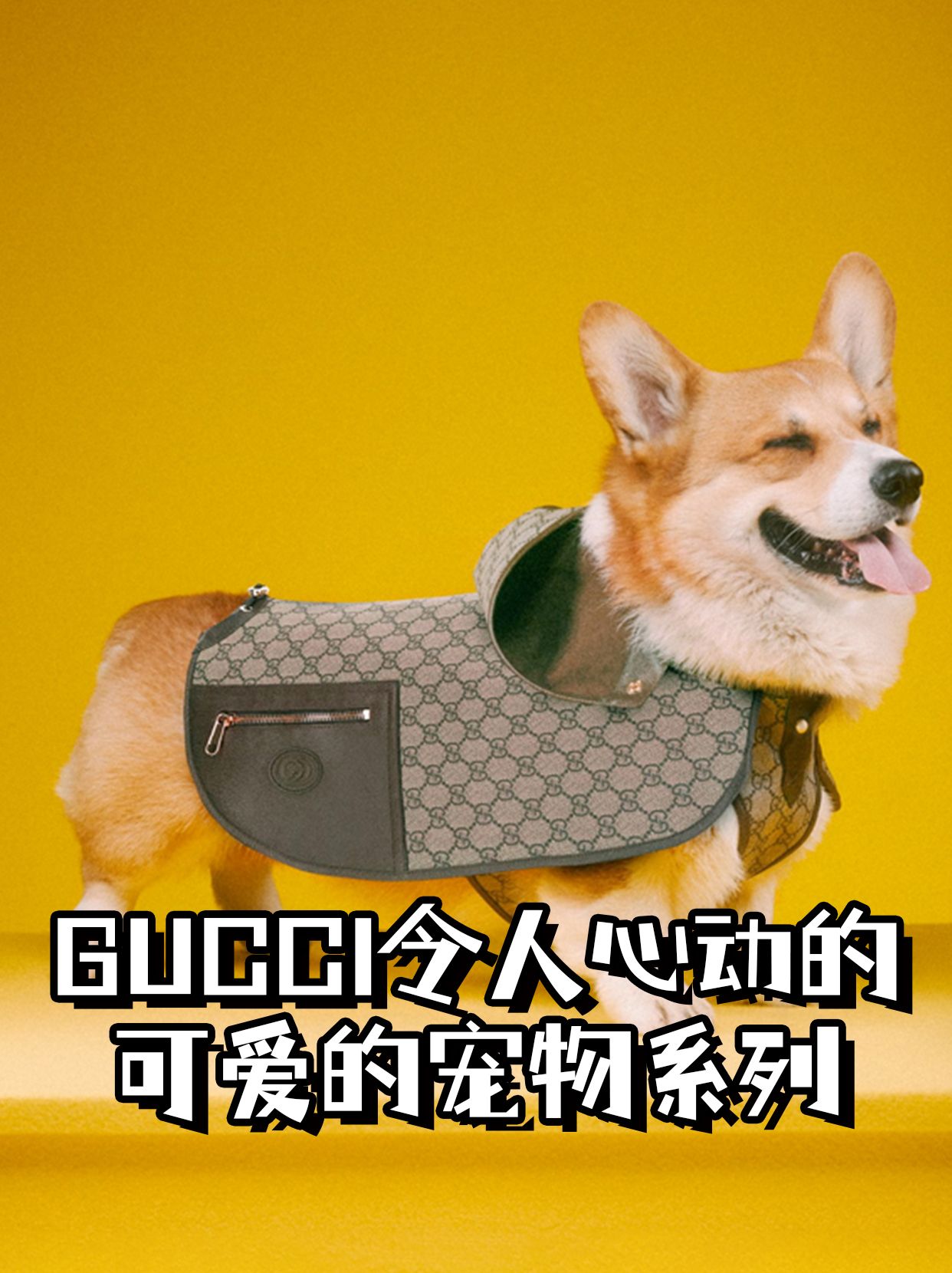 gucci令人心动可爱的宠物系列
