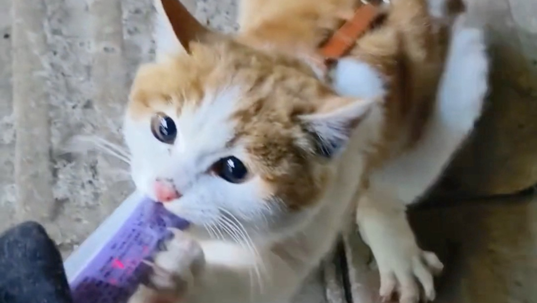 便利店老板的招财小猫！