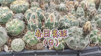 Video herunterladen: 【第271期】春日仙人球欣赏9