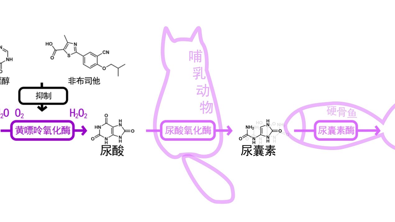 [图]核苷酸代谢2 嘌呤嘧啶的补救合成与分解