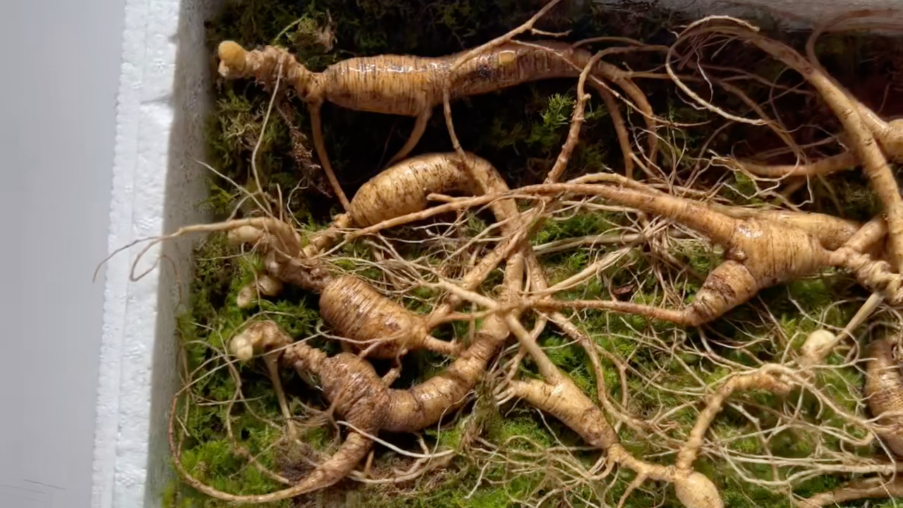 给你们看点好东西,野生西洋参,懂货的老板来