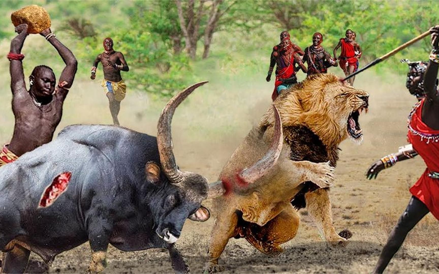 危险,为了保护新生的野牛群,马赛人愤怒地攻击了这头狮子!