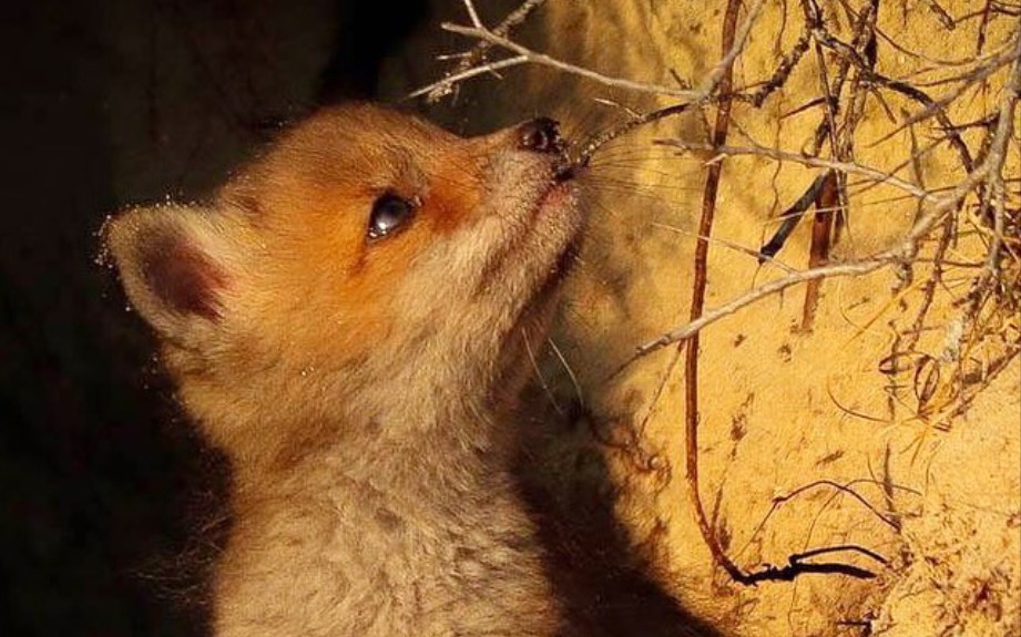 土丘上的一窝狐狸幼崽,可爱的小狐狸和它们的城堡.
