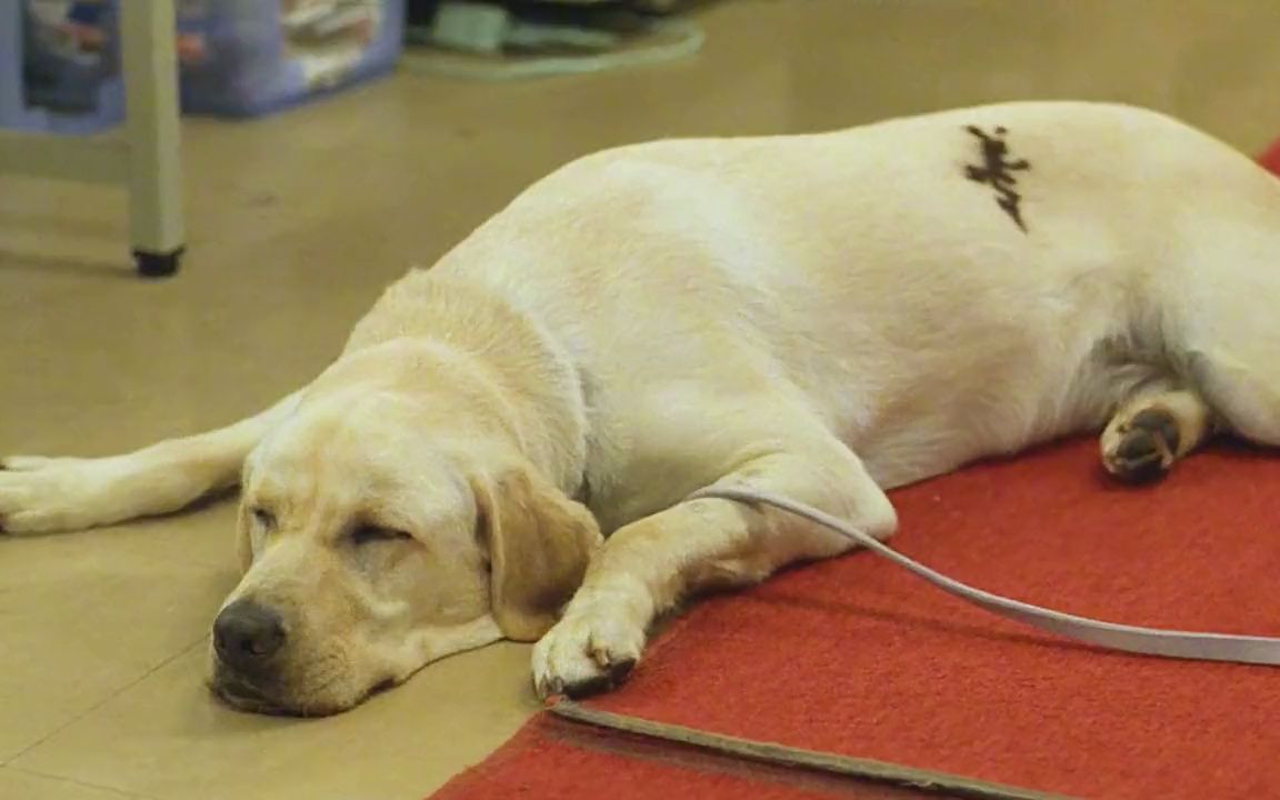 片名#导盲犬小q _ 千里挑一的导盲犬小q,背后是灭绝天性的训练