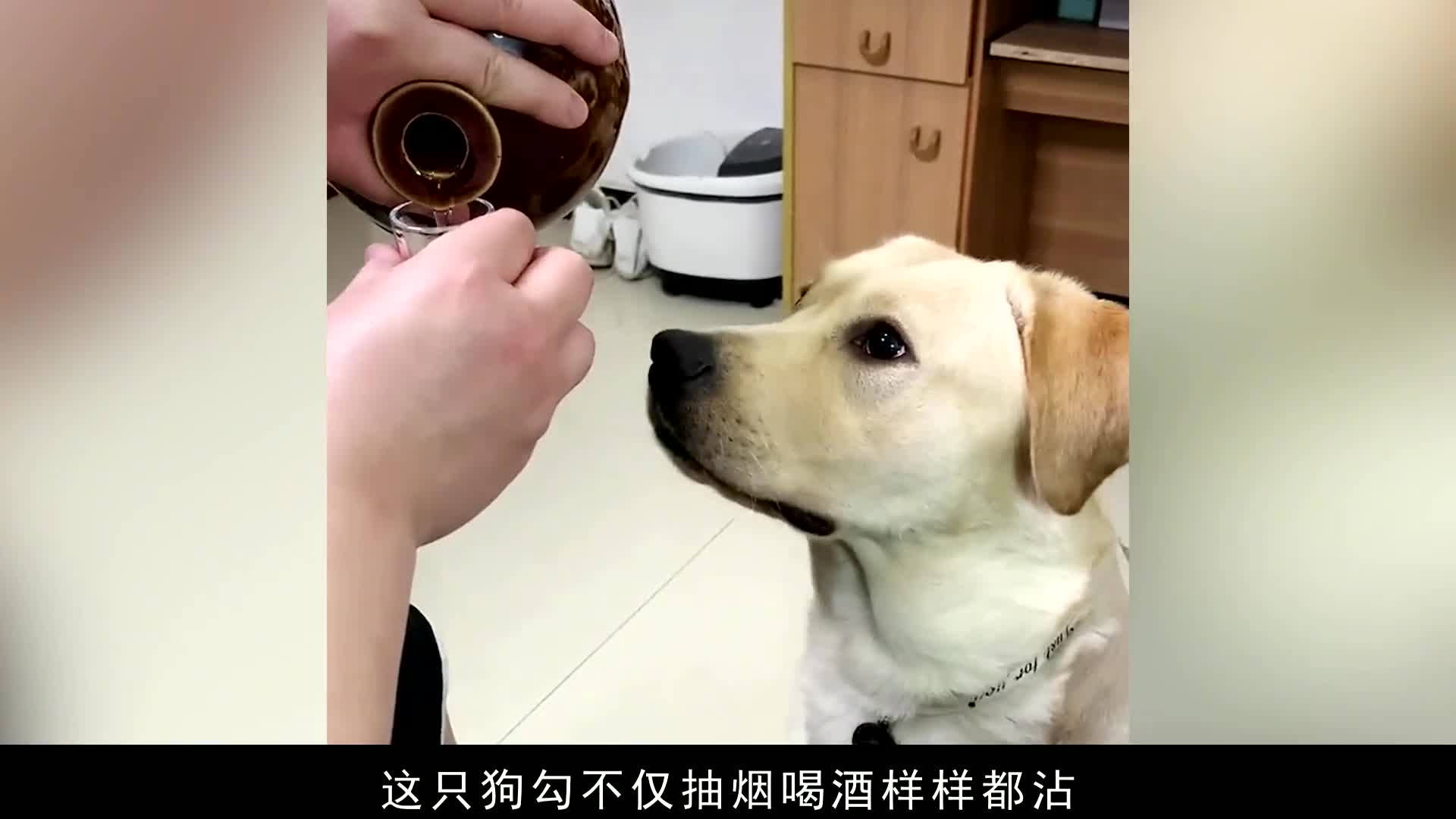 抽烟喝酒的狗图片