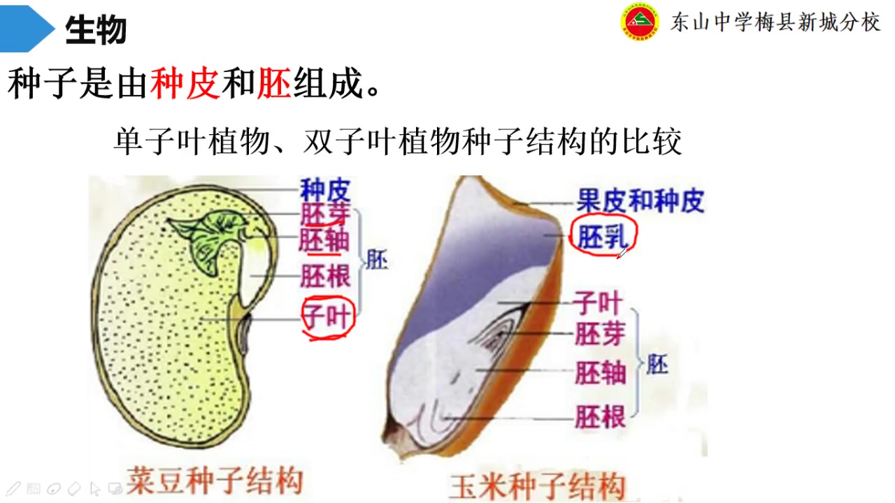 [图]3.2被子植物的一生